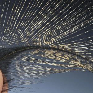 Whiting Coq de Leon Saddle 5 plumas